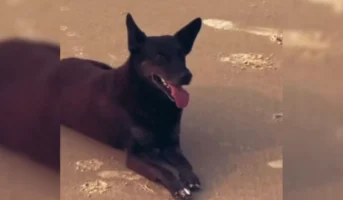 Cão orelha: boné, moletom e GPS ligam adolescente indiciado ao local do crime em SC