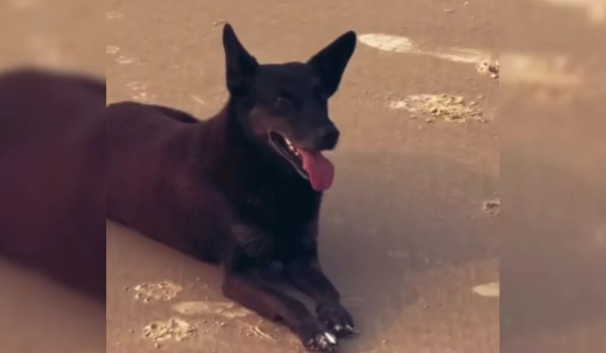 Cão orelha: boné, moletom e GPS ligam adolescente indiciado ao local do crime em SC