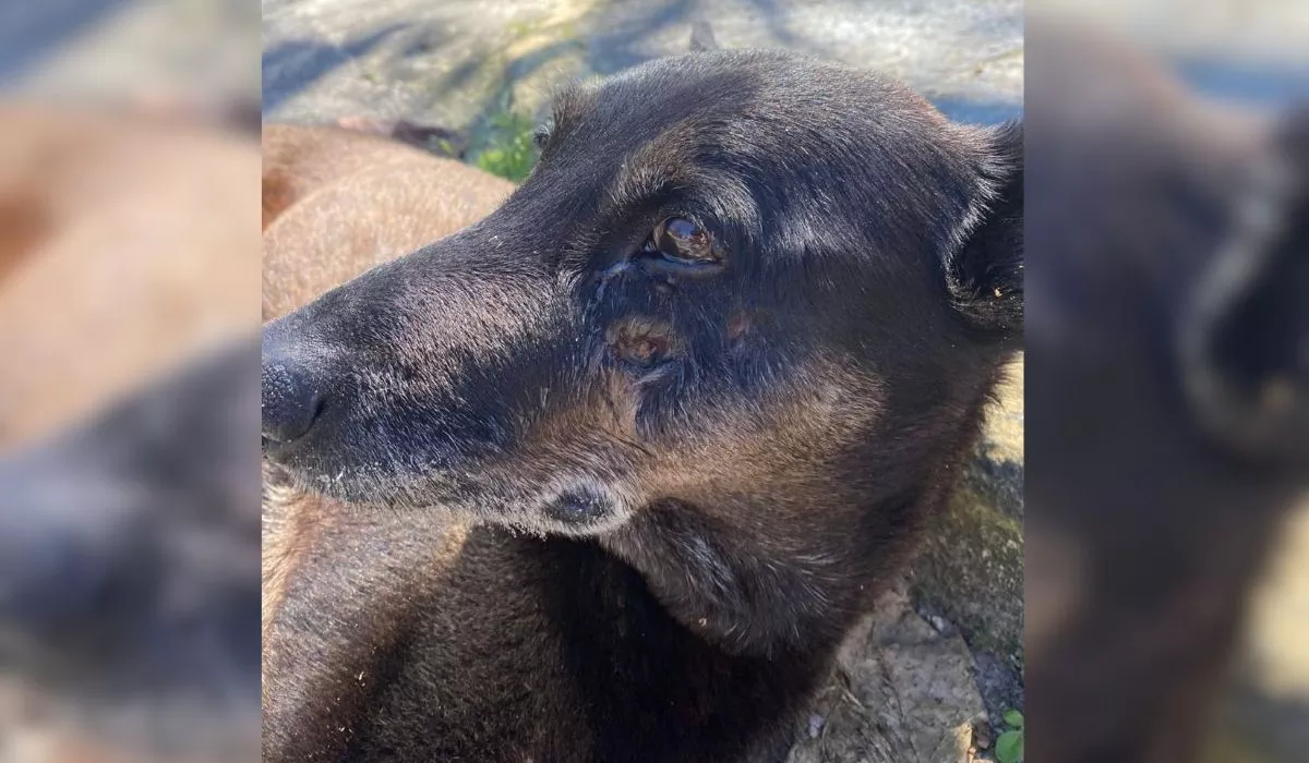 (Foto: Carolina Bechelli Zylan/Arquivo Pessoal/ND Mais) Corpo do cão Orelha é exumado em Florianópolis