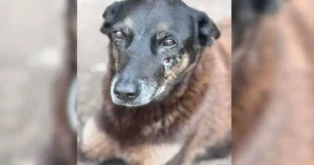 Caso cão Orelha: vídeos da investigação são enviados pela Polícia à Justiça de SC