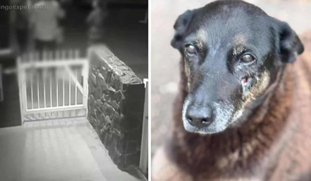 Caso Orelha: porteiro relata ameaça e frase de adolescente na Praia Brava