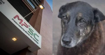 Próximo passo do MPSC sobre a denúncia contra os agressores do cão Orelha