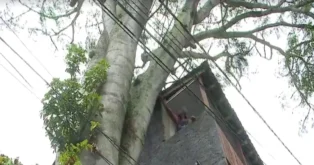 Florianópolis precisa substituir mais de 17 mil árvores devido a riscos