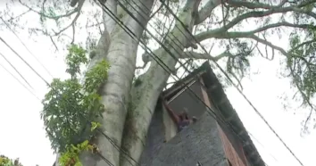 Florianópolis precisa substituir mais de 17 mil árvores devido a riscos