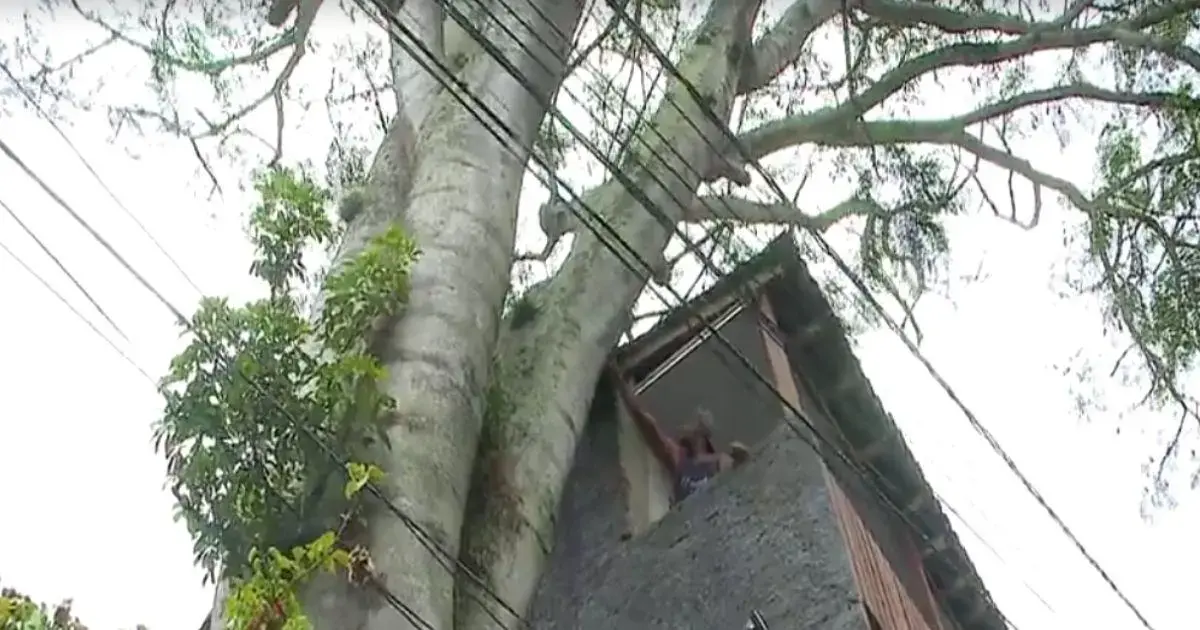 Florianópolis precisa substituir mais de 17 mil árvores devido a riscos Foto: Felipe Sayão/NDTV RECORD/ND Mais Florianópolis precisa substituir mais de 17 mil árvores devido a riscos