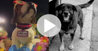 Homenagem ao Cão Orelha pela Mocidade Independente no Carnaval 2026 Homenagem ao Cão Orelha pela Mocidade Independente no Carnaval 2026