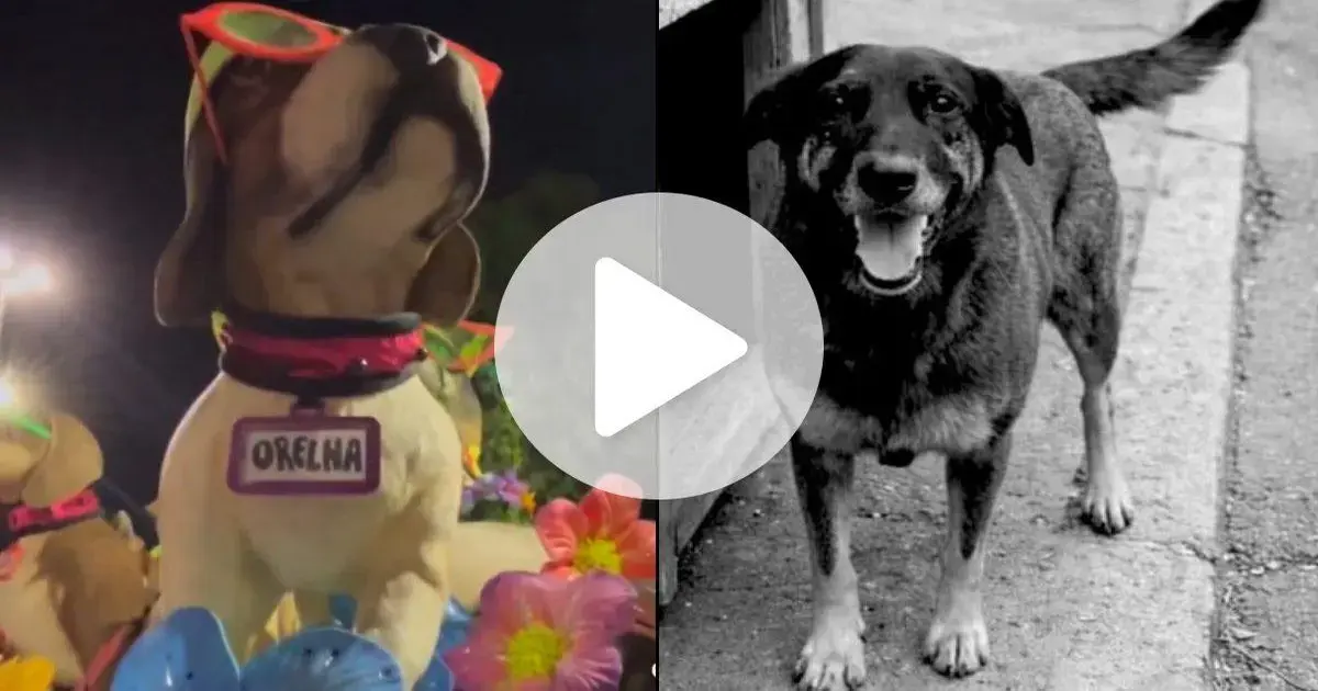 (Foto: ND Mais / Divulgação) Homenagem ao Cão Orelha pela Mocidade Independente no Carnaval 2026