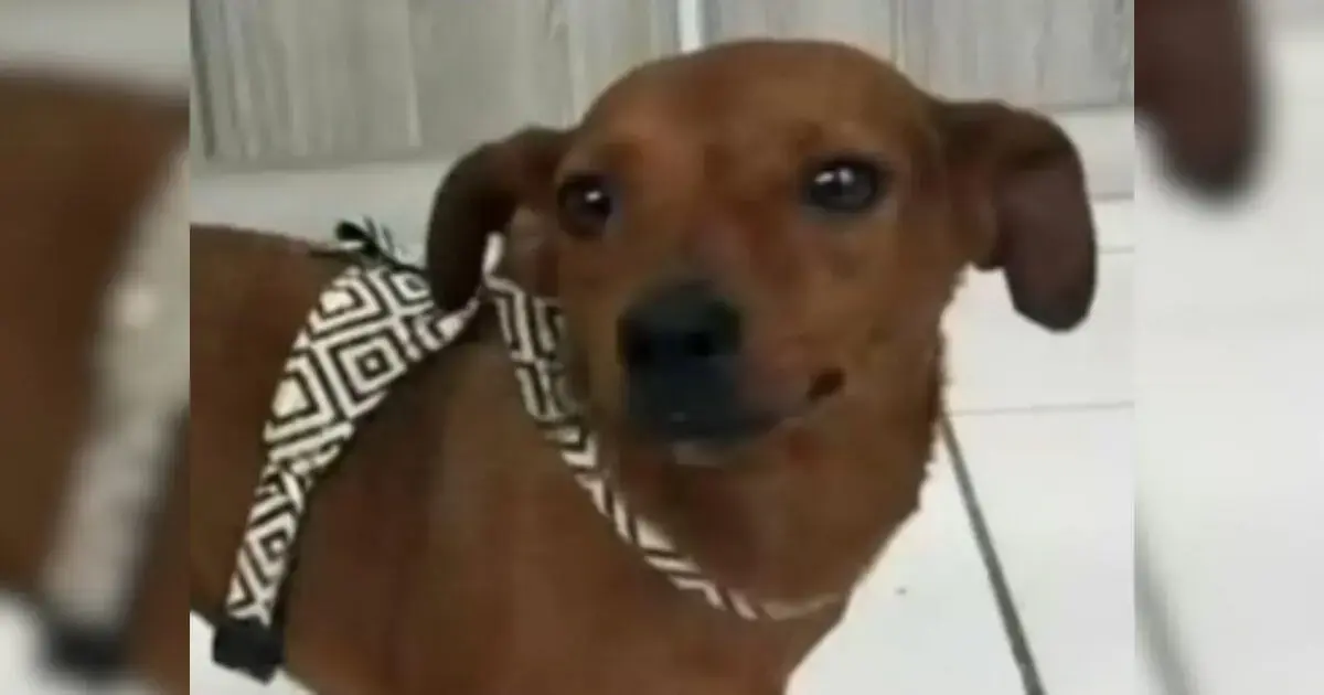 (Foto: NSC Total / Divulgação) Inquérito sobre cadela abandonada em Florianópolis termina com indiciamento da tutora