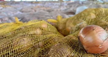 Mais cidades de SC decretam situação de emergência devido à crise da cebola