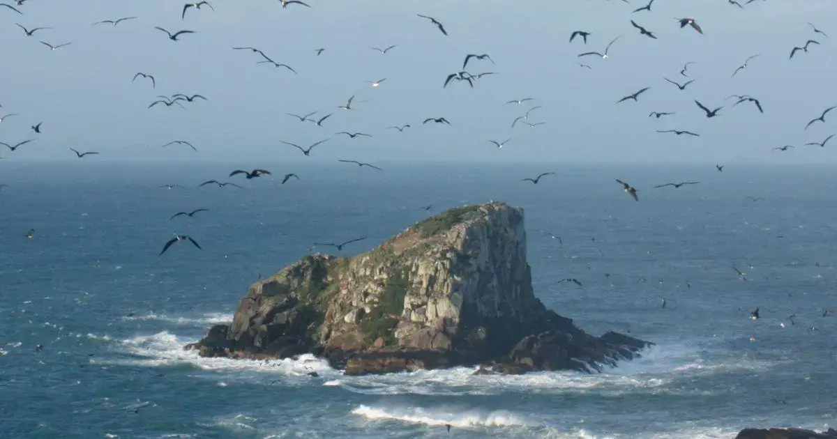 Mamífero raro vive em ilha de Florianópolis (Foto: ND Mais / Divulgação) Mamífero raro vive em ilha de Florianópolis