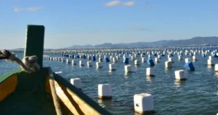 Maricultores de Florianópolis protocolam ação contra poluição da água