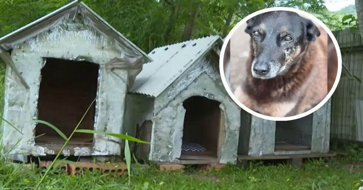 Morte do cão Orelha e possível incêndio em sua casinha na Praia Brava Foto: Divulgação/ND Mais - Morte do cão Orelha e possível incêndio em sua casinha na Praia Brava