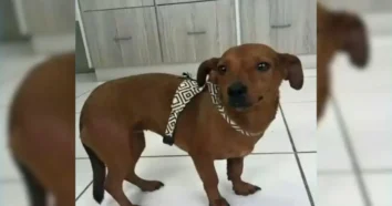 Mulher indiciada por abandono de animal em Florianópolis