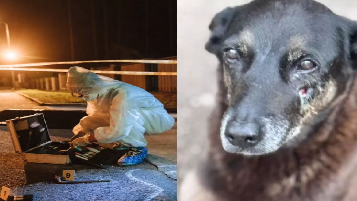 (Foto: Agora Floripa) MPSC pede exumação do cão Orelha e novas diligências na investigação em Florianópolis