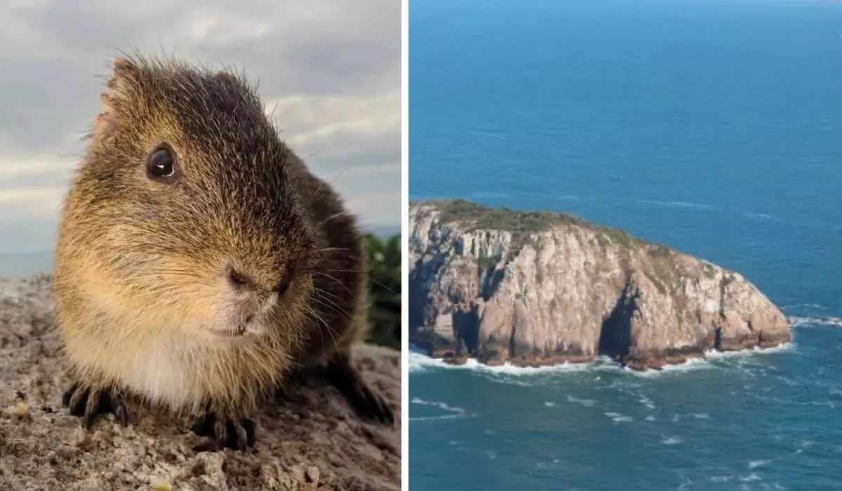 (Foto: Divulgação ND Mais) Preá-de-Moleques-do-Sul: animal raro em Santa Catarina vive isolado e criticamente ameaçado