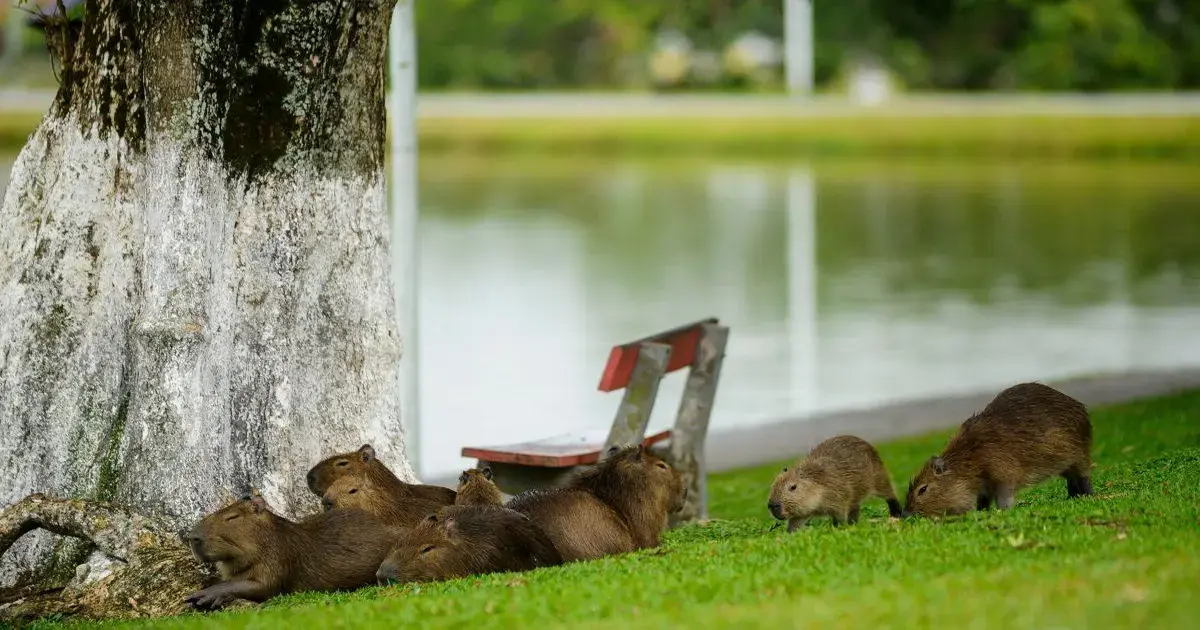 (Foto: ND Mais / Divulgação) A beleza das capivaras não esconde o problema de segurança na Grande Florianópolis