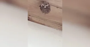 Série de vespeiros mobiliza bombeiros no Campeche em Florianópolis na quarta-feira Série de vespeiros mobiliza bombeiros no Campeche em Florianópolis na quarta-feira