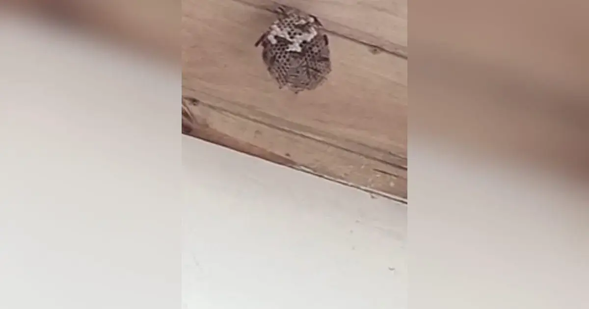 (Foto: NSC Total / Divulgação) Série de vespeiros mobiliza bombeiros no Campeche em Florianópolis na quarta-feira