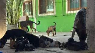 Ação Resgata 28 Cachorros em Florianópolis Ação Resgata 28 Cachorros em Florianópolis