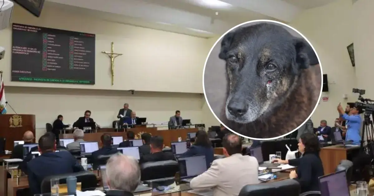 Câmara de Florianópolis Apoia Federalização das Investigações do Caso Orelha Reunião da Câmara Municipal com vereadores discutindo sobre a proposta de federalização do Caso Orelha, com cão ao fundo.