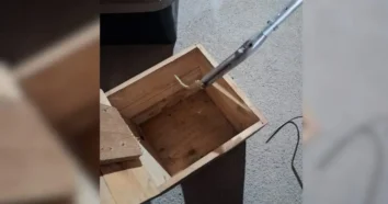 Captura de cobra jararaca em São José