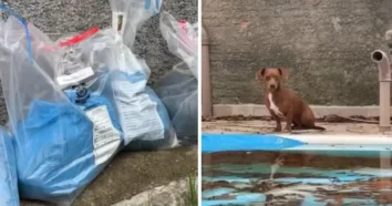 Cinco animais mortos encontrados em canil clandestino no Campeche