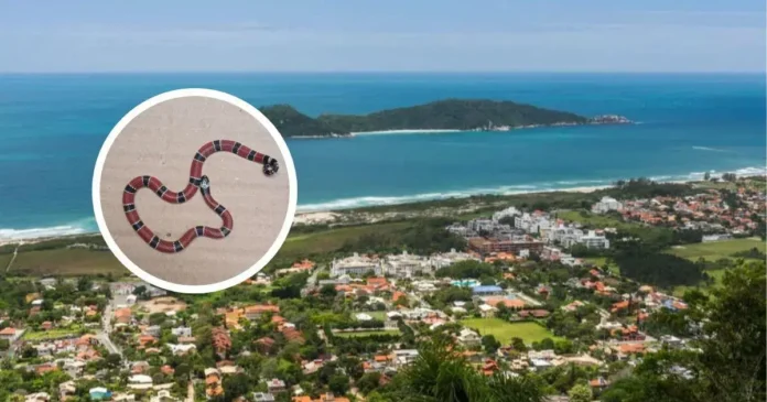 Uma cobra em formato sinuoso exibindo cores vermelho, preto e amarelo em um fundo claro, com vista de uma cidade costeira ao fundo.