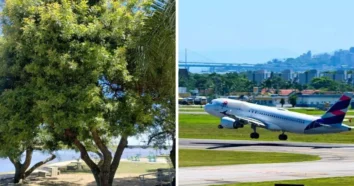 Corte de Aroeira Vermelha Multa Aeroporto de Florianópolis
