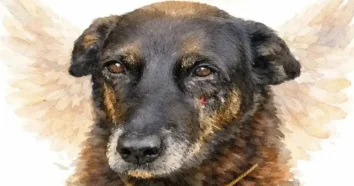 Decreto Cão Orelha e o Endurecimento das Punições Contra Maus-Tratos a Animais