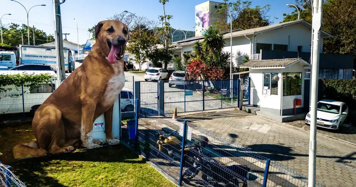 Cão grande sentado ao lado de um portão, com um prédio e veículos ao fundo.