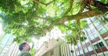 Garapuvu apresenta instabilidade no Saco dos Limões, Florianópolis