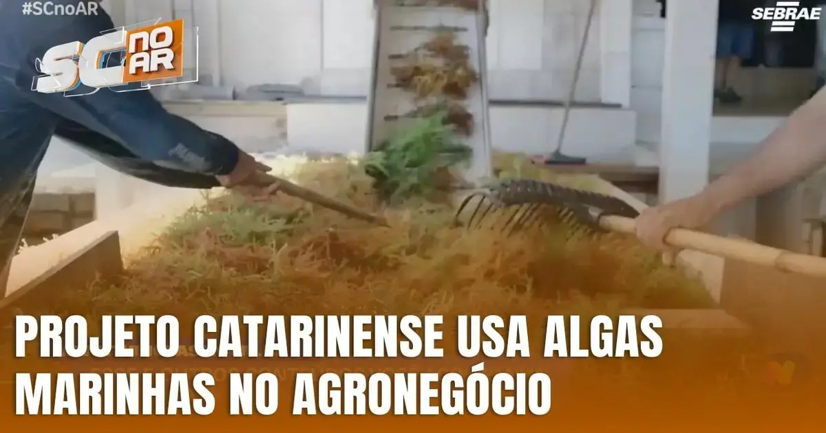 Inovação em Algas Marinhas no Agronegócio de Santa Catarina Trabalhador usando um ancinho para manipular algas marinhas em ambiente de projeto agronômico. Texto visível:
