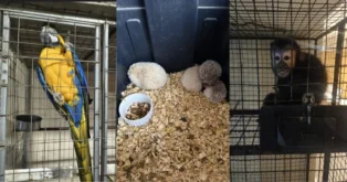 Megaoperação contra tráfico de animais é realizada em Santa Catarina