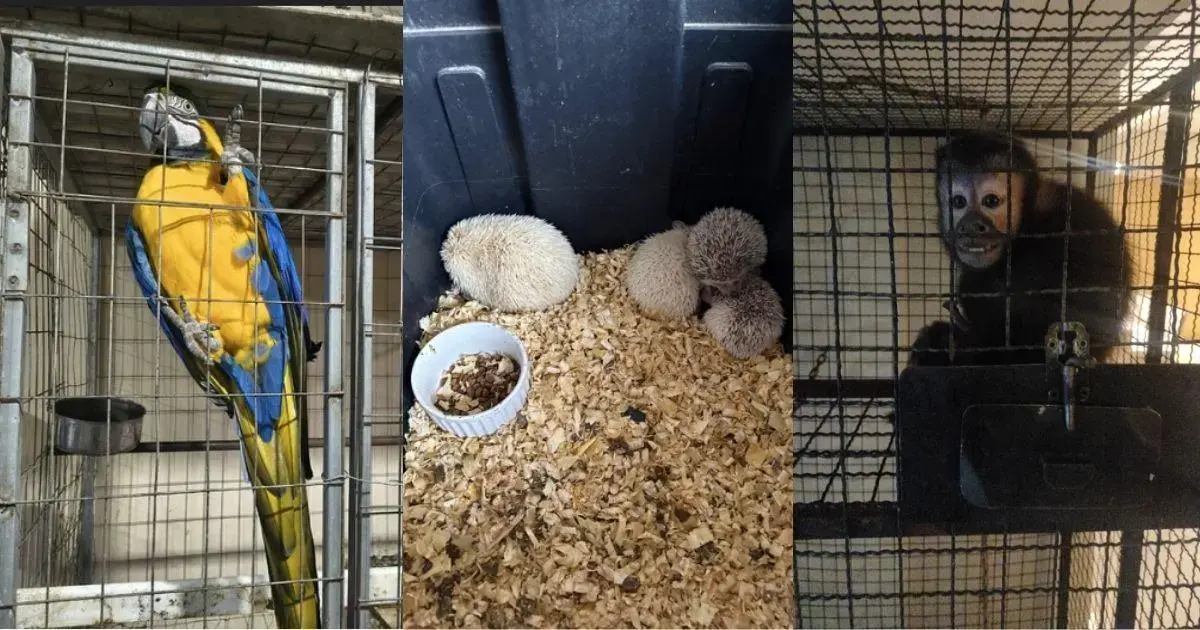 Arara azul e amarela em uma jaula, ouriços em contêiner com ração e um macaco em outra jaula.