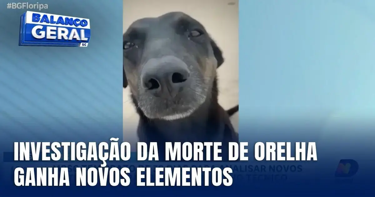 Cão comunitário com expressão próxima à câmera, com texto informativo sobre investigação na parte inferior.