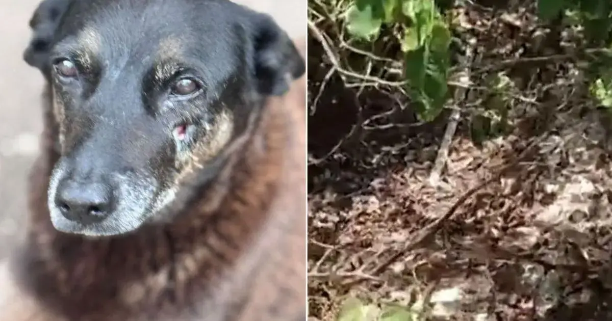 Objeto encontrado após a morte do cão Orelha pode dar novo rumo à investigação Cão com pelagem escura e maior parte do focinho visível, ao lado de vegetação e chão coberto de folhas.