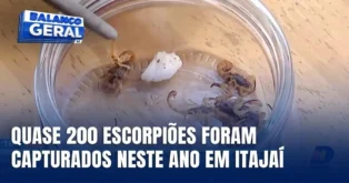 Presença de escorpiões em Itajaí acende alerta aos moradores