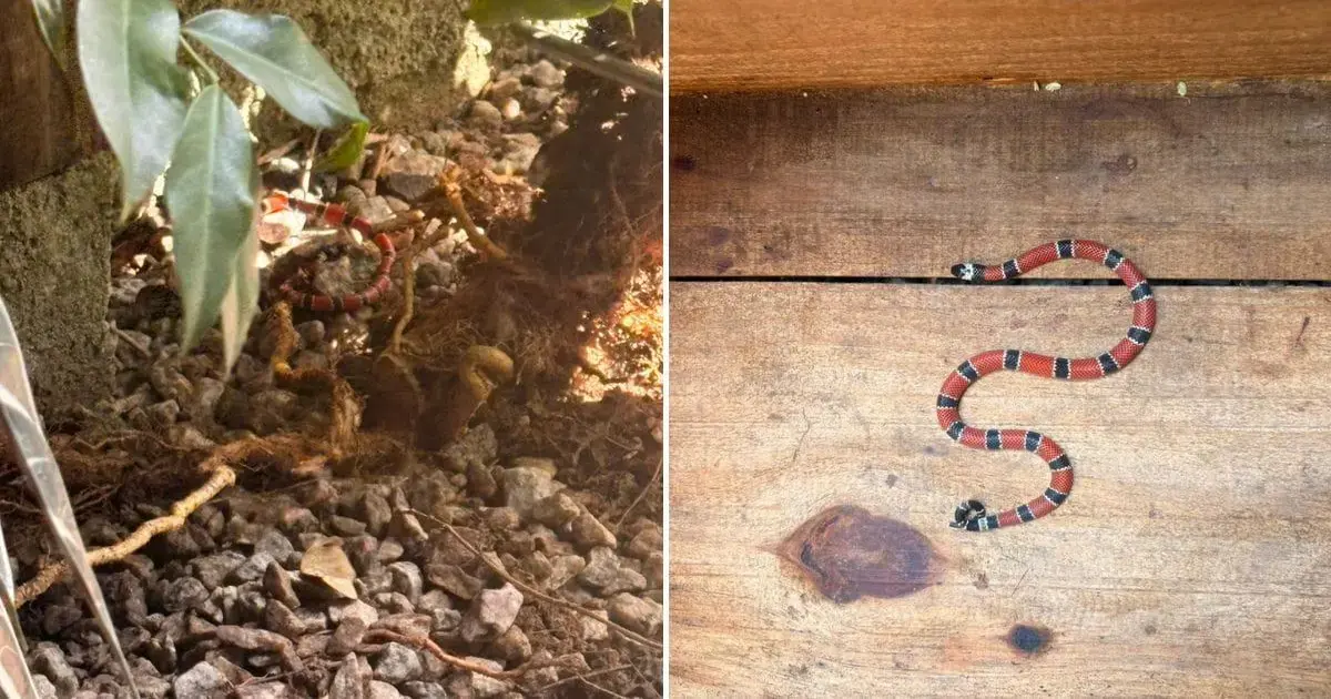 Resgate de cobra-coral verdadeira em São José Serpente cobra-coral verdadeira com listras vermelhas, pretas e brancas, sobre superfície de madeira e entre pedras.