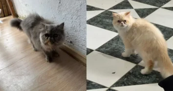 Sete cães e cinco gatos resgatados em canil clandestino no Campeche