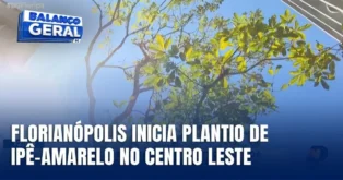 Transformação na Arborização Urbana em Florianópolis Transformação na Arborização Urbana em Florianópolis