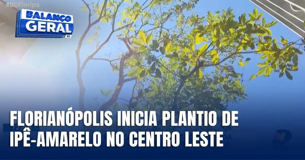 Vista de árvores com folhas verdes ao céu; texto visível: 