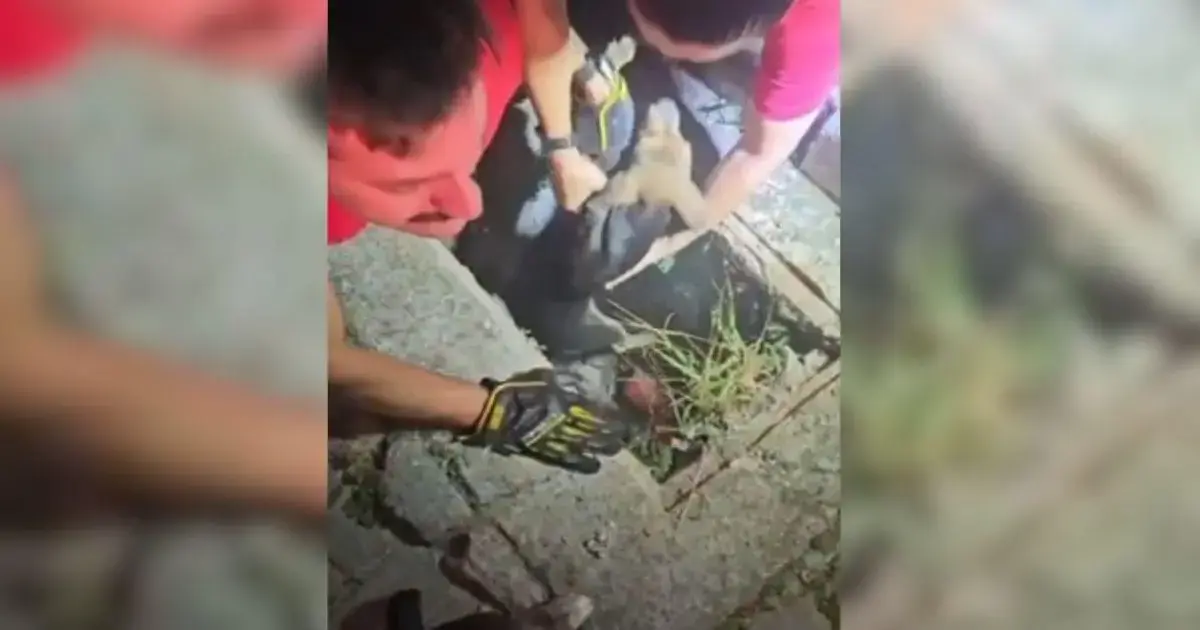 Dois indivíduos resgatam um cachorro preso em uma tubulação, usando ferramentas e técnicas de salvamento.