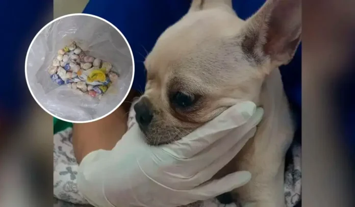 Cadelinha de buldogue francês recebendo atendimento, com um pacote plástico contendo pedras coloridas ao fundo.