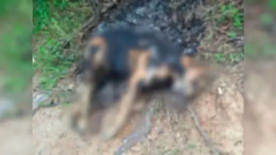 Cão carbonizado encontrado em terreno baldio, com área queimada ao fundo em meio à vegetação.