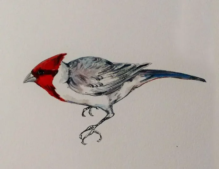 Pássaro com cabeça vermelha, corpo cinza e azul, posando em um fundo claro.