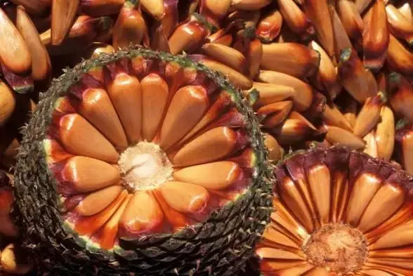 Sementes de pinhão expostas, algumas abertas, mostrando o interior, em meio a outras sementes.