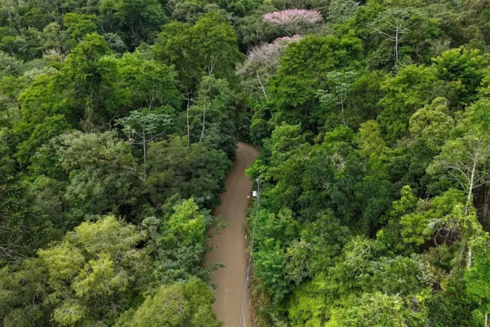Caminho de terra sinuoso rodeado por densa vegetação e árvores em um ambiente natural.