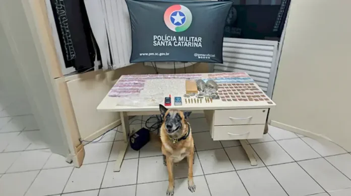 Cão policial sentado ao lado de uma mesa com drogas apreendidas e materiais. Banner da Polícia Militar Santa Catarina ao fundo.