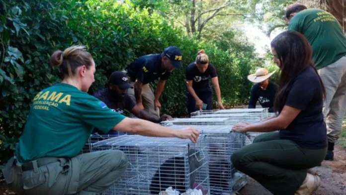 Equipes de resgate em ação, colocando gaiolas de transporte no solo em meio a vegetação.