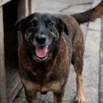 Foto: Reprodução/Redes sociais – Investigação sobre maus-tratos a cães em Florianópolis avança